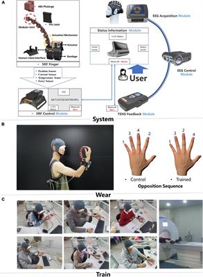 Functional Reorganization After Four-Week Brain–Computer Interface-Controlled Supernumerary Robotic Finger Training: A Pilot Study of Longitudinal Resting-State fMRI